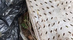 Ежемалина Тайберри - укрытие куста на зиму