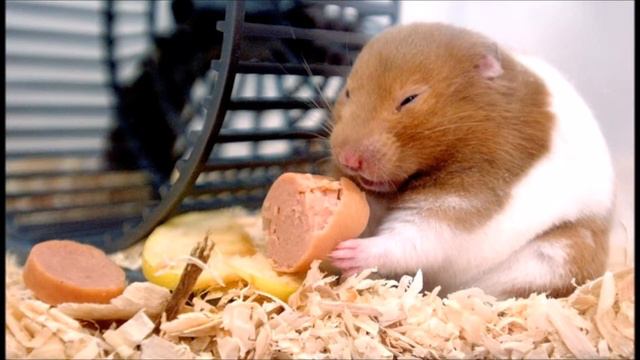 хомяки и многие другие