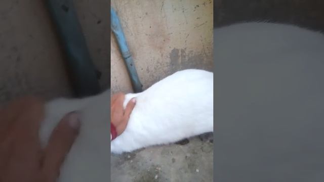 Куры брама и дакан смотреть онлайн
