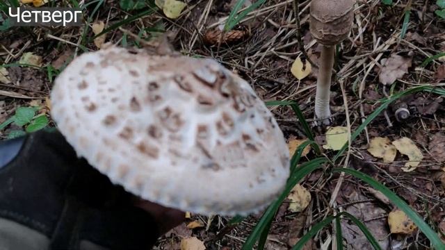 Почему гриб-зонтик пестрый? смотреть онлайн