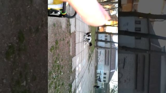 Две собаки решили подружиться. Заходим в описание смотреть онлайн