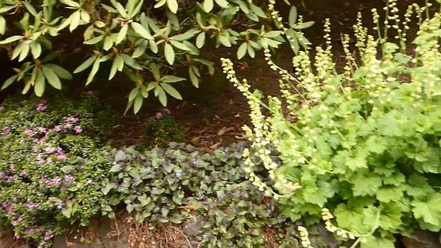 гуляем в Whitney Gardens and Nursery, питомник рододендронов смотреть онлайн