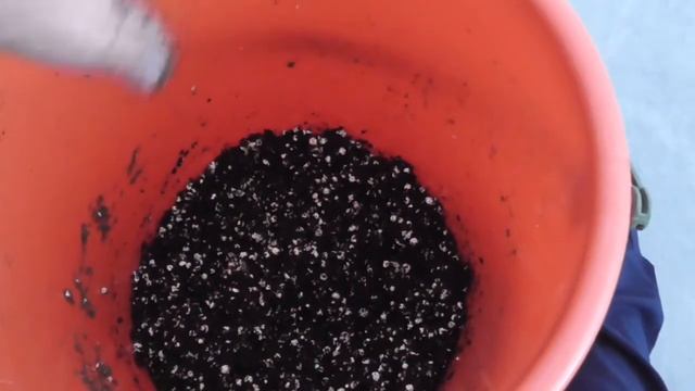 Правильная подготовка кокоса для выращивания в нём растений! Идеальный кокосовый субстрат! смотреть онлайн