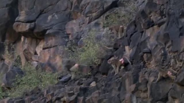 The Hamadryas Baboon смотреть онлайн