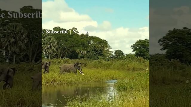 Wildlife Battle for Survival смотреть онлайн