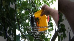 Колоновидная яблоня: посадка и уход