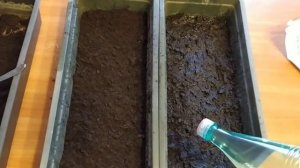 САЖАЕМ ПЕРЕЦ НА РАССАДУ. КАК ПОСАДИТЬ РАССАДУ ПЕРЦА. ОТКРЫТЫЙ ГРУНТ. ПРОСТОЙ СПОСОБ ПОСАДИТЬ РАССАД