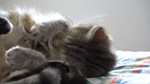 Из-за чего Кошка и Мышь стали врагами?