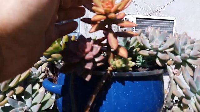 🍀Nesse vídeo mostro o replante do meu sedum e a coloração de algumas suculentas 😍😍😘. смотреть онлайн