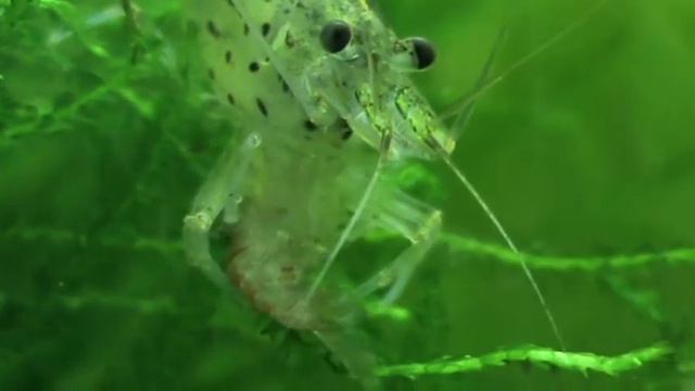Takashi Amano Shrimp - שרימפס ג'פוניקה смотреть онлайн