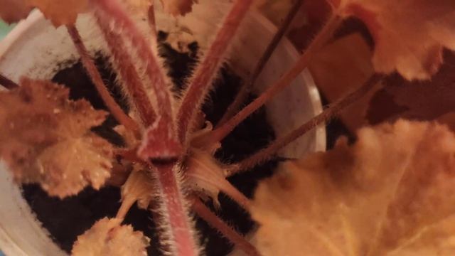 Гейхеры сорта Caramel и Creme Brulee чем отличаются эти сорта смотреть онлайн