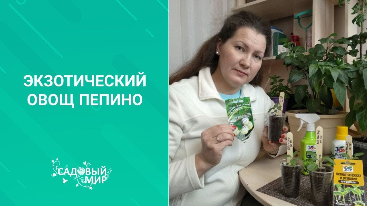 Удивите соседей))) Экзотический овощ на огороде ПЕПИНО или Дынная груша. Как вырастить из семян смотреть онлайн
