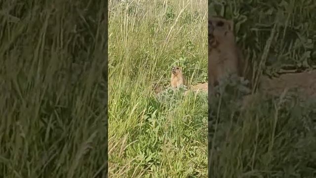 Байбаки. нашла общий язык с Байбаками ??? смотреть онлайн