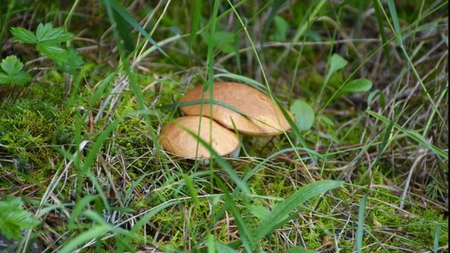 Река Щугор 2023 г. (5 серия) смотреть онлайн