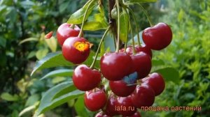 Вишня обыкновенная Шубинка (prunus cerasus) ? вишня Шубинка обзор: как сажать саженцы вишни Шубинка