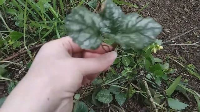 Зеленчуковая яснотка: домой из леса смотреть онлайн