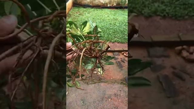 Shefflera plant Bonsai 😍 смотреть онлайн