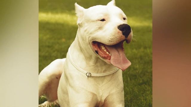 6 Dog Breeds Specialized To Hunt Wild Animals смотреть онлайн