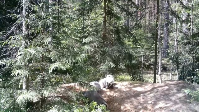 Барсуки греются на солнце в полуденный июньский зной смотреть онлайн