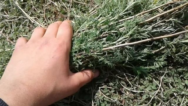 КОРМИМ КРОЛИКОВ ПОЛЫНЬЮ.ВСЕ ПРО ПОЛЫНЬ.КАЛИФОРНИЯ.БАБОЧКИ.ДЕРЕВЕНСКИЕ БУДНИ.КРАСОТА. смотреть онлайн