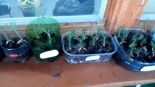 Туя из семян смотреть онлайн