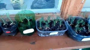 Туя из семян