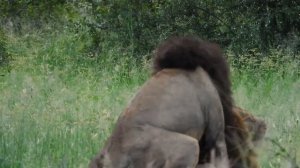 Male Lions Mating at Kruger National Park | Kruger Park Sightings