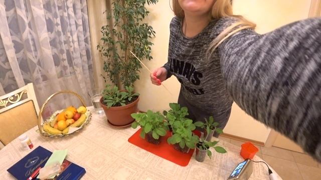 РАССАДА ПЕТУНИИ. ПЕРЕСАДКА В ЦВЕТОЧНЫЙ ГОРШОК смотреть онлайн