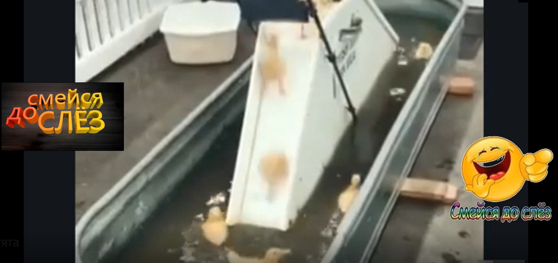 УТЯЧИЙ АКВАПАРК... смотреть онлайн