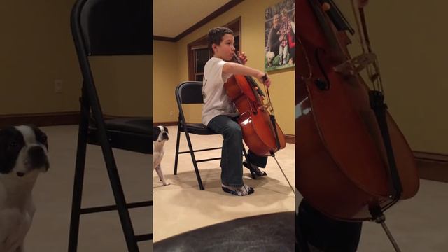 Lexi, the Boston Terrier cello lover смотреть онлайн