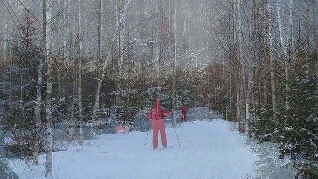 Зимний лес Москвы ждёт вас... смотреть онлайн
