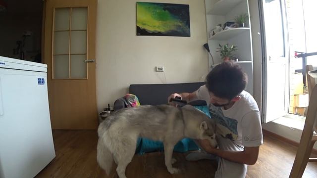 Шерсть везде! Линька у хаски смотреть онлайн