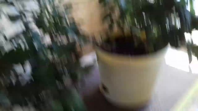 Как избавиться от тли на хризантеме... смотреть онлайн