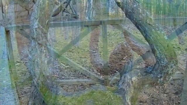 №83 Танцующий лес,Куршская коса,июнь 2018 смотреть онлайн