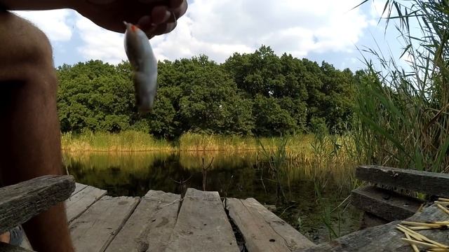 10 кг рыбы руками(карась, щука). Рыбалка удочкой из камыша на хлеб. смотреть онлайн