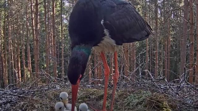 Черный аист . Division of fish. Малыши делят рыбу. Часть 2. смотреть онлайн