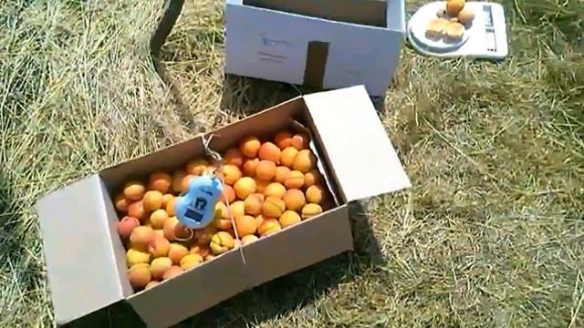 Абрикос. Мелитопольский ранний. смотреть онлайн