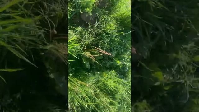 Чайки, гнезда,яйца чаек, птенцы чаек. смотреть онлайн