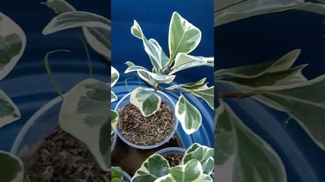 ficus 'triangularis' cultivar смотреть онлайн