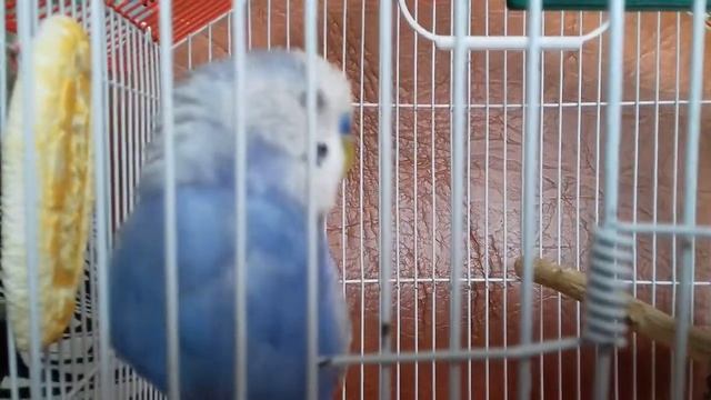 Волнистый попугай поёт смотреть онлайн