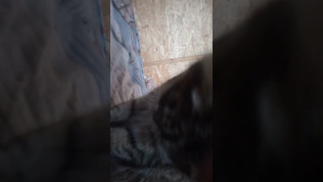 обзор про кошку 🐱 смотреть онлайн