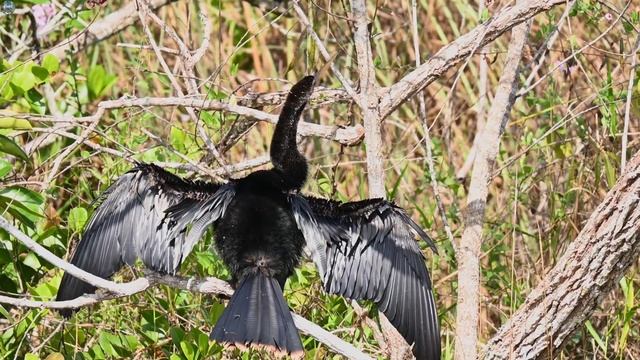 Everglades National Park, Florida смотреть онлайн