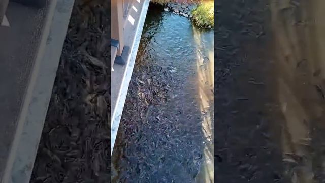Рыбалка запрещена. Зоопарк города Белгорода. Рукой можно наловить) смотреть онлайн