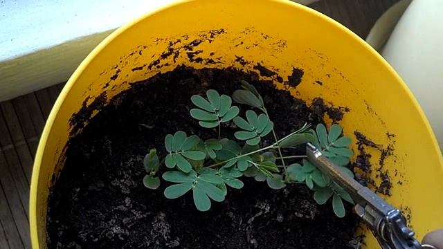 Мимоза стыдливая: растение с памятью и интеллектом (Mimosa pudica) смотреть онлайн