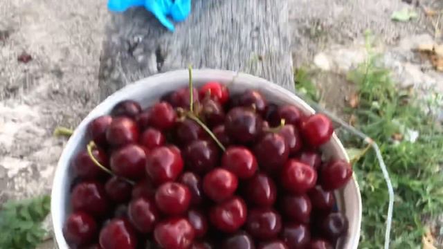 Сельские хлопоты. Хозяйство/гуси/кролики/перепела. смотреть онлайн