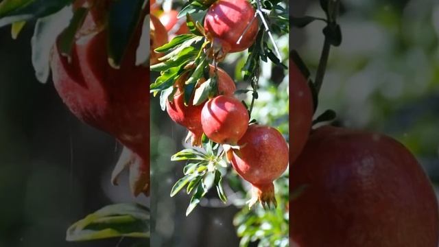 Подлинные сокровища природы: удивительные свойства корок граната, которые вы никогда не знали!