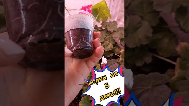 Я в шоке!!! Укоренился черенок дорогого сорта пеларгонии всего за 5 дней!! Такого ещё не было!... смотреть онлайн