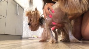 VLOG: ВЯЗКА ЙОРКОВ| КАК ПОВЯЗАТЬ ? КАК НАПРАВИТЬ КОБЕЛЯ? 3 Этапа вязки| йоркширские терьеры|щенки ❤