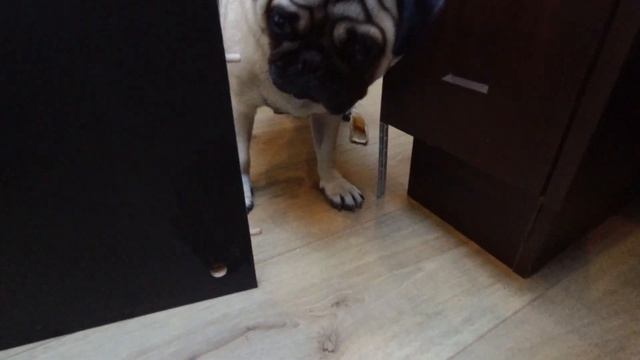 Смешной МОПС! ПРИКОЛЫ с мопсом. Щенок! Смешные собаки. Приколы. смотреть онлайн