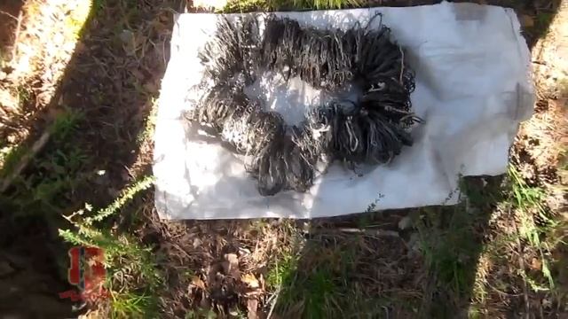 В Ермаковском районе браконьеры поймали бурого медведя в петлю смотреть онлайн